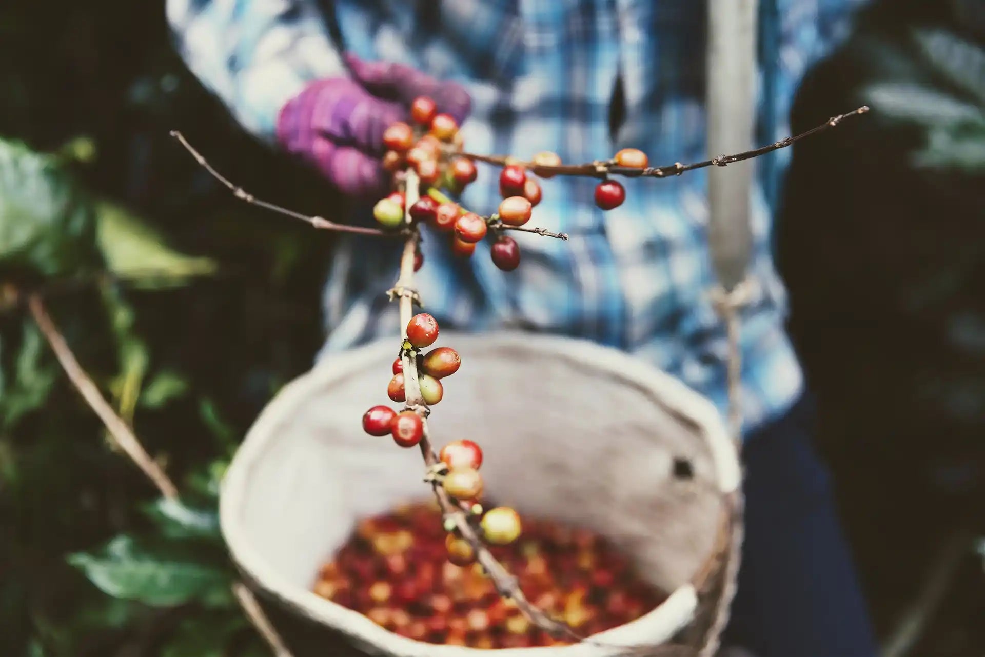 A gloved farmer's hand holding a brand of coffee berries over a canvas bucket strapped to their waste outdoors.