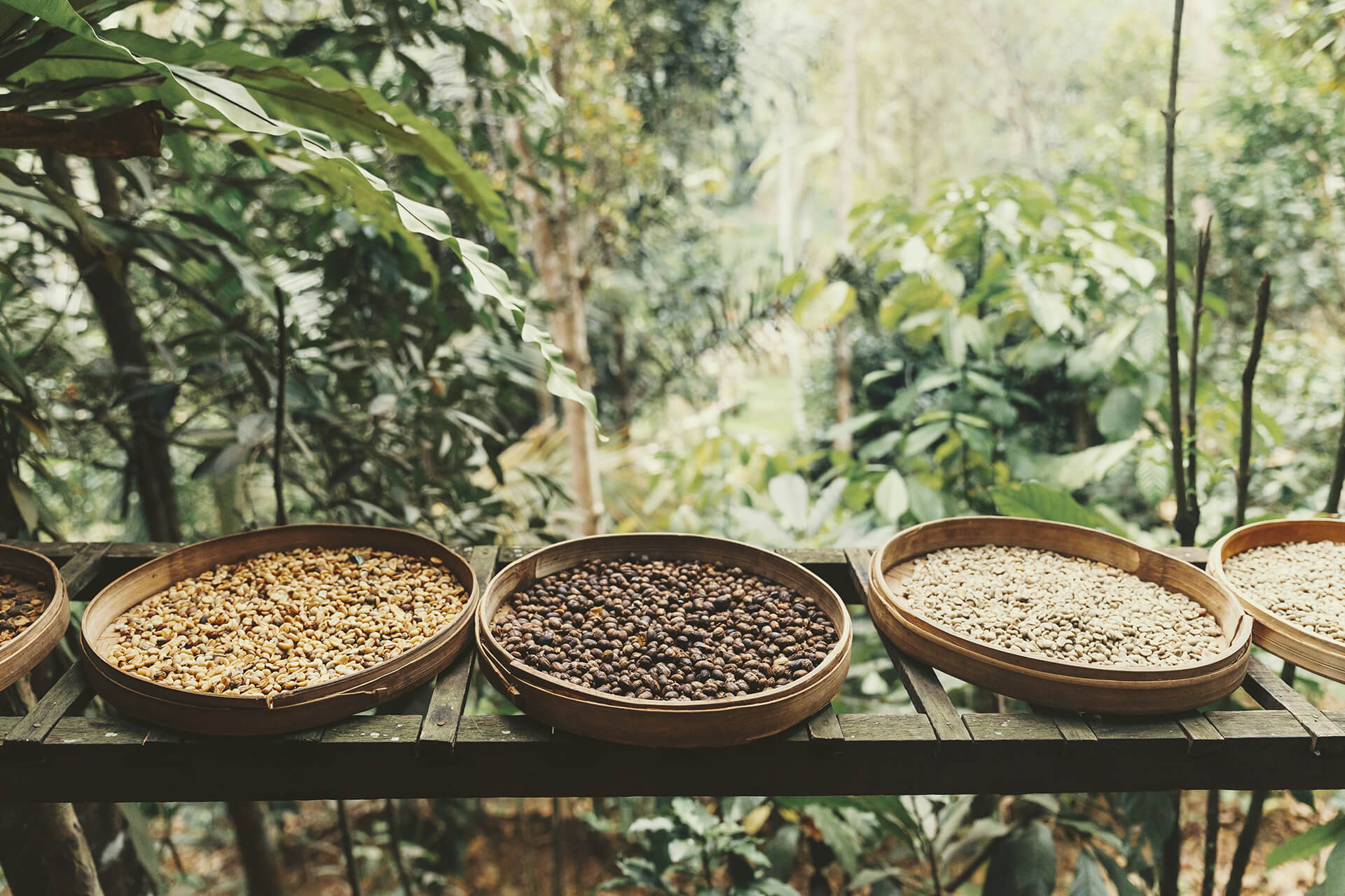 Coffee beans drying in the sun in shallow baskets on a table in the lush rainforest.