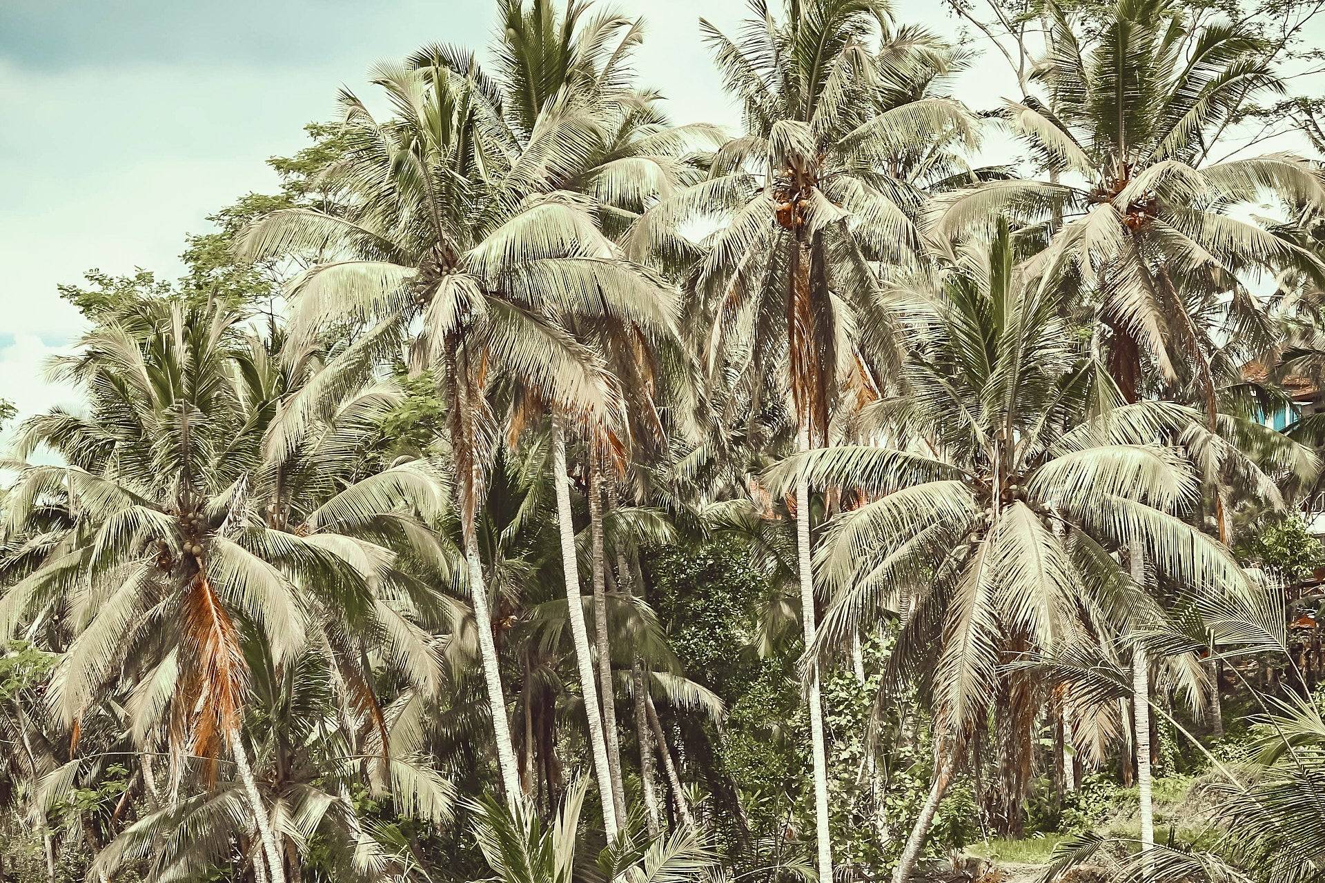 Palm tree grove on a sunny day with blue sky.