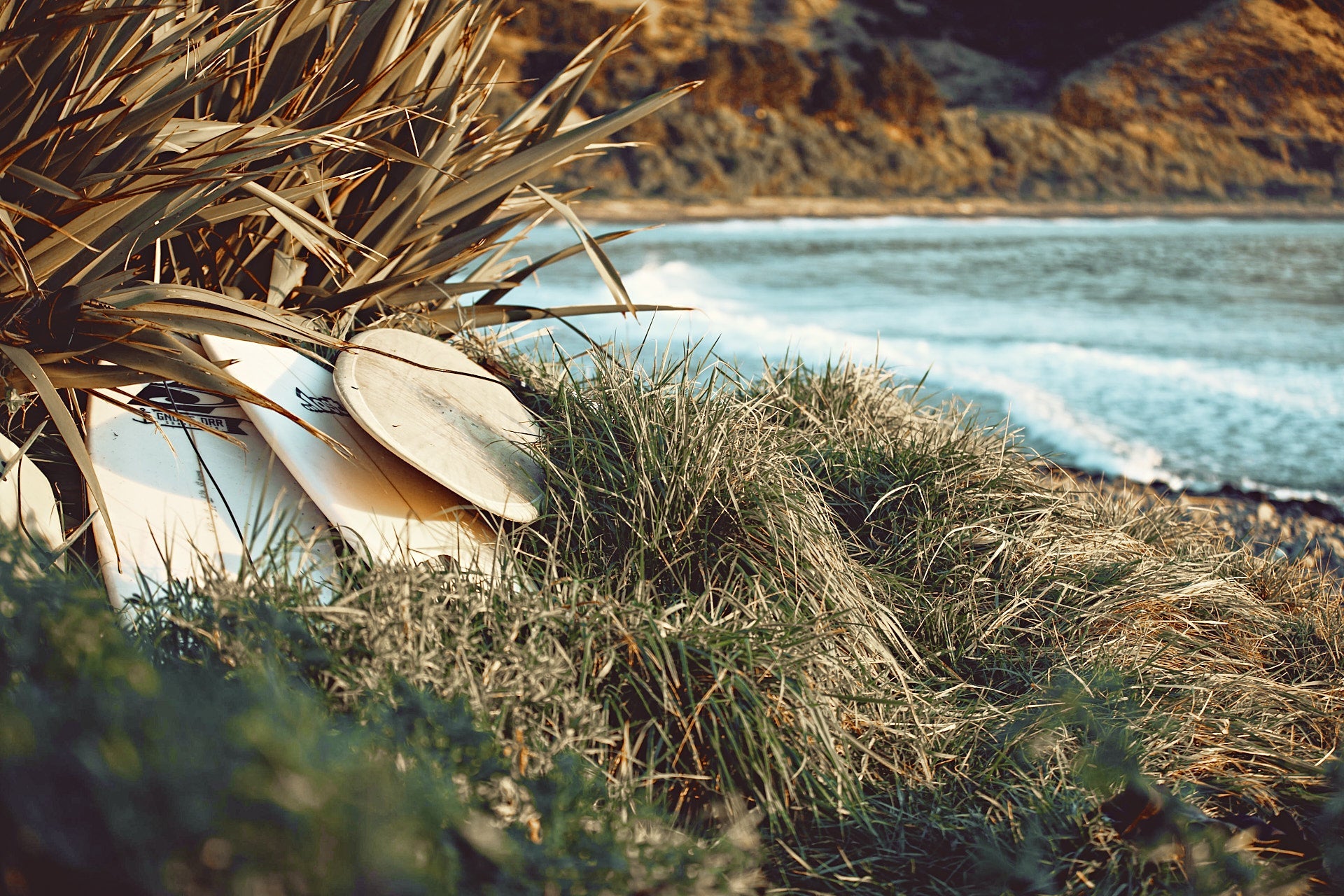 Surfboards in a pile next to palms, surrounded by grasses and near the ocean on a sunny day.