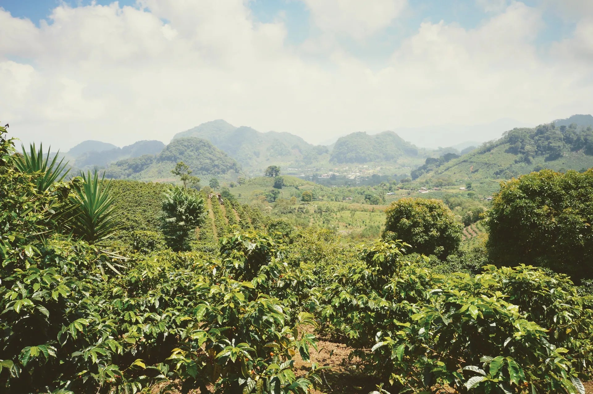 A scenic view of a coffee farm in Honduras with the mountains in the distance.