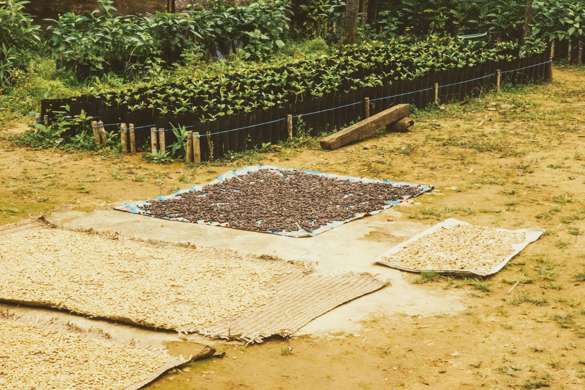 Coffee beans drying on mats in the sun on a coffee farm in Mexico.