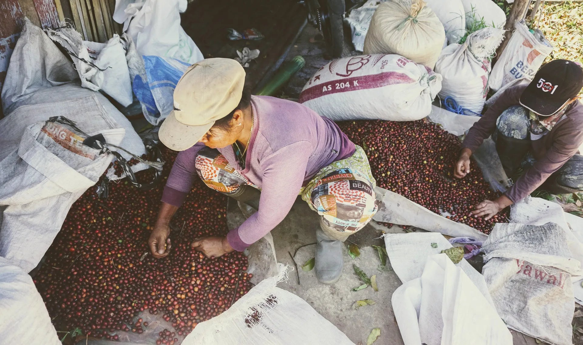 Workers hand sorting coffee cherries on a farm in Indonesia.